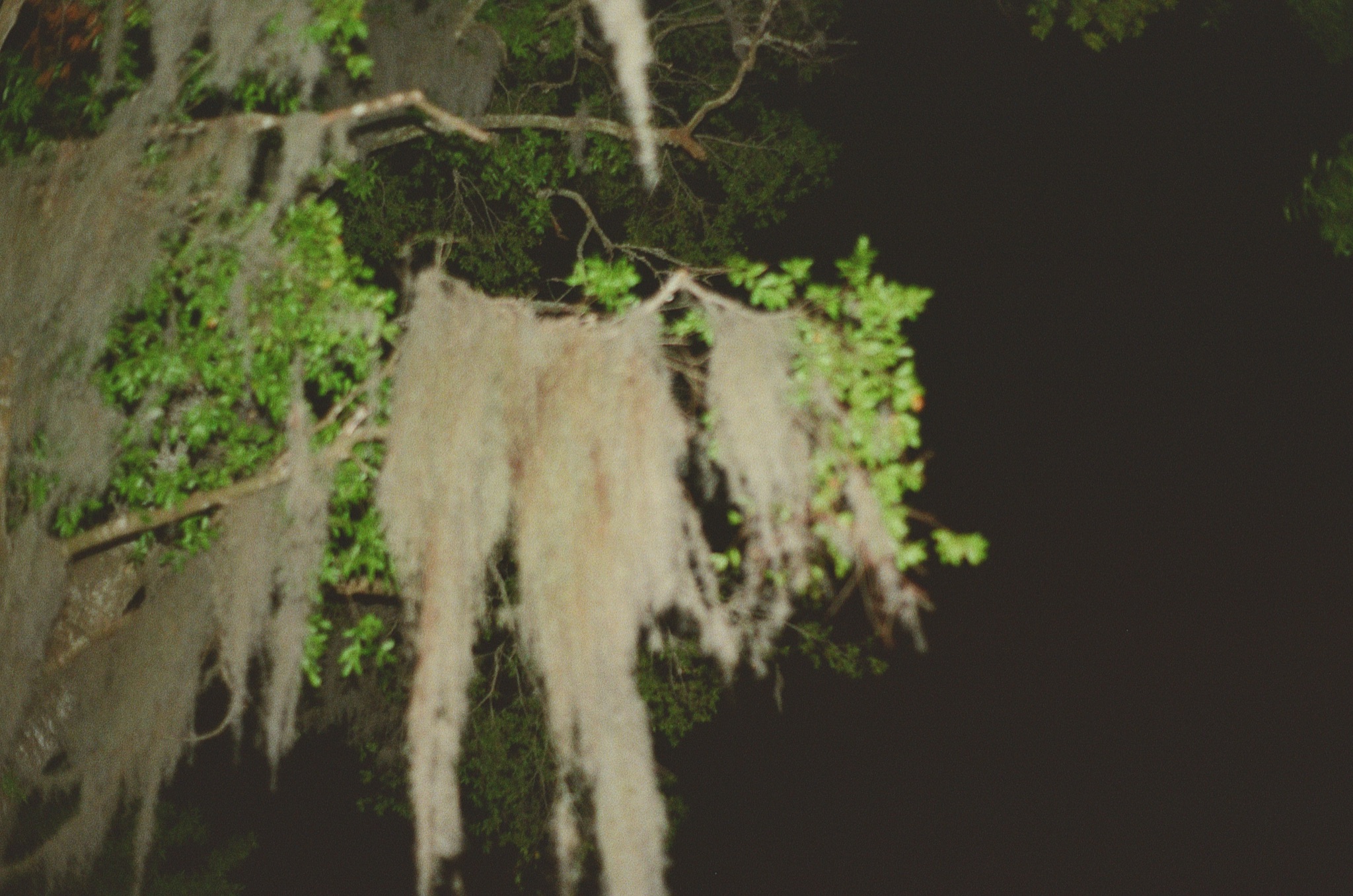 Big Festival 4/12/25